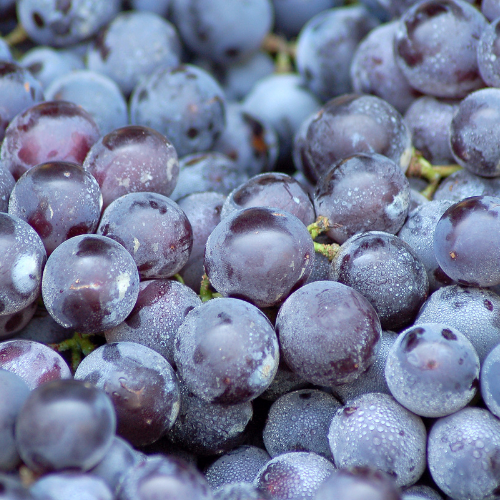 GRAPE Zero Calorie Sugar Free Drink Mix, Stevia Sweetened, Great for Loaded Tea, 4.5 Oz